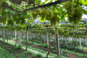 Produtor de uvas Renato Sandi. Bituruna - 02-2021