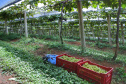 Produtor de uvas Renato Sandi. Bituruna - 02-2021