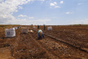 02/03 - produção e processo da batata.Foto: Gilson Abreu/AEN
