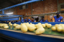 02/03 - produção e processo da batata.Foto: Gilson Abreu/AEN