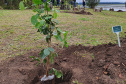 IAT apoia descarte de lixo eletrônico com distribuição de mudas nativas em Pitanga
. Foto: SEDEST