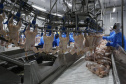 Com crescimento de 3,9%, Paraná produz um terço da carne de frango do Brasil .Foto : Jonathan Campos / AEN