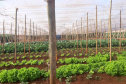 O Governo do Paraná firma contratos com cerca de 180 cooperativas e associações de pequenos agricultores para garantir a entrega de produtos da agricultura familiar nas mais de 2,1 mil escolas estaduais.  -  Foto: Cooperativa Agropecuária Matoriquense (Coamar), de Mato Rico