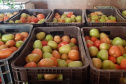 O Governo do Paraná firma contratos com cerca de 180 cooperativas e associações de pequenos agricultores para garantir a entrega de produtos da agricultura familiar nas mais de 2,1 mil escolas estaduais.  -  Foto: Cooperativa Agropecuária Matoriquense (Coamar), de Mato Rico