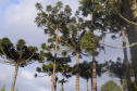 O Instituto Água e Terra (IAT), vinculado à Secretaria do Desenvolvimento Sustentável e do Turismo, libera a partir dessa quinta-feira (01) a colheita, venda, transporte e armazenamento do pinhão. A recomendação é que a semente seja colhida de pinhas que já caíram, sinal mais garantido de sua maturação. -  Foto: Divulgação SEDEST/IAT