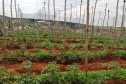 Governo promove qualidade de vida e renda para pequenos produtores  -  Foto: Divulgação IDR-Paraná