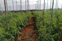 Governo promove qualidade de vida e renda para pequenos produtores  -  Foto: Divulgação IDR-Paraná