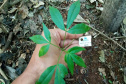 Plântula da espécie ameaçada de extinção Balfourodendron riedelianum (pau-marfim).
Foto: Copel