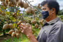 Plantação de kiwi.
Antonio Olinto-Pr
Foto: Gilson Abreu/AEN