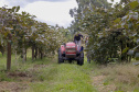Plantação de kiwi.
Antonio Olinto-Pr
Foto: Gilson Abreu/AEN