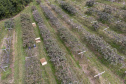 Plantação de kiwi.
Antonio Olinto-Pr
Foto: Gilson Abreu/AEN
