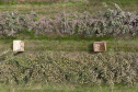 Plantação de kiwi.
Antonio Olinto-Pr
Foto: Gilson Abreu/AEN