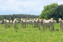 Campanha de atualização de rebanhos começa em 1º de maio  -  Curitiba, 29/04/2021  -    Fot: Adapar/SEAB