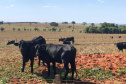 Campanha de atualização de rebanhos começa em 1º de maio  -  Curitiba, 29/04/2021  -    Fot: Adapar/SEAB