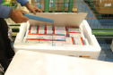 Com novo lote de 406,1 mil doses, Paraná imunizará pessoas com comorbidades e gestantes. Foto: Geraldo Bubniak/AEN