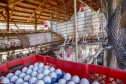 Produção de ovo - Granja feliz.
Arapongas-Pr - 04/2021
Gilson Abreu/AEN