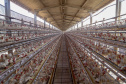 Produção de ovo - Granja feliz.
Arapongas-Pr - 04/2021
Gilson Abreu/AEN