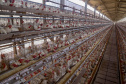 Produção de ovo - Granja feliz.
Arapongas-Pr - 04/2021
Gilson Abreu/AEN
