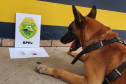 A eficácia dos serviços executados pela Companhia de Operações com Cães (COC) do Batalhão de Operações Especiais (BOPE) da Polícia Militar do Paraná (PMPR) elevou os números de apreensões de drogas e armas de fogos nos últimos 16 meses