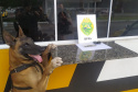A eficácia dos serviços executados pela Companhia de Operações com Cães (COC) do Batalhão de Operações Especiais (BOPE) da Polícia Militar do Paraná (PMPR) elevou os números de apreensões de drogas e armas de fogos nos últimos 16 meses