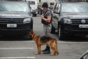 A eficácia dos serviços executados pela Companhia de Operações com Cães (COC) do Batalhão de Operações Especiais (BOPE) da Polícia Militar do Paraná (PMPR) elevou os números de apreensões de drogas e armas de fogos nos últimos 16 meses