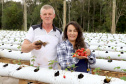 Produção de morango se destaca na região de Curitiba e cresce em todo Paraná. Na foto, Rosana Gabardo Pallu e José Marcos Pallu. Foto: Ari Dais/AEN