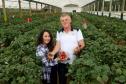 Produção de morango se destaca na região de Curitiba e cresce em todo Paraná. Na foto, Rosana Gabardo Pallu e José Marcos Pallu. Foto: Ari Dais/AEN