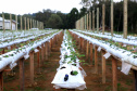 Produção de morango se destaca na região de Curitiba e cresce em todo Paraná. Foto: Ari Dais/AEN