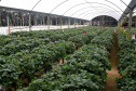 Produção de morango se destaca na região de Curitiba e cresce em todo Paraná.  Foto: Ari Dais/AEN