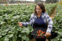 Produção de morango se destaca na região de Curitiba e cresce em todo Paraná. Na foto, Rosana Gabardo Pallu. Foto: Ari Dais/AEN