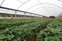 Produção de morango se destaca na região de Curitiba e cresce em todo Paraná. . Foto: Ari Dais/AEN