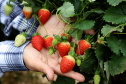 Produção de morango se destaca na região de Curitiba e cresce em todo Paraná.  Foto: Ari Dais/AEN