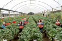 Produção de morango se destaca na região de Curitiba e cresce em todo Paraná. Foto: Ari Dais/AEN