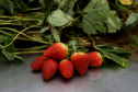 Produção de morango se destaca na região de Curitiba e cresce em todo Paraná.  Foto: Ari Dais/AEN