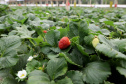 Produção de morango se destaca na região de Curitiba e cresce em todo Paraná.  Foto: Ari Dais/AEN