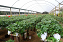 Produção de morango se destaca na região de Curitiba e cresce em todo Paraná. Foto: Ari Dais/AEN