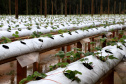 Produção de morango se destaca na região de Curitiba e cresce em todo Paraná. Foto: Ari Dais/AEN