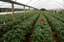 Produção de morango se destaca na região de Curitiba e cresce em todo Paraná.  Foto: Ari Dais/AEN
