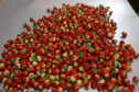 Produção de morango se destaca na região de Curitiba e cresce em todo Paraná. Foto: Ari Dais/AEN