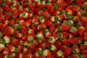 Produção de morango se destaca na região de Curitiba e cresce em todo Paraná.  Foto: Ari Dais/AEN