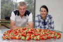 Produção de morango se destaca na região de Curitiba e cresce em todo Paraná. Na foto, Rosana Gabardo Pallu e José Marcos Pallu. Foto: Ari Dais/AEN
