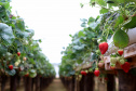 Produção de morango se destaca na região de Curitiba e cresce em todo Paraná. Foto: Ari Dais/AEN