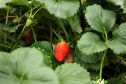 Produção de morango se destaca na região de Curitiba e cresce em todo Paraná. Foto: Ari Dais/AEN