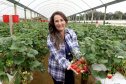 Produção de morango se destaca na região de Curitiba e cresce em todo Paraná. Na foto, Rosana Gabardo Pallu . Foto: Ari Dais/AEN