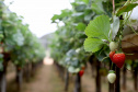 Produção de morango se destaca na região de Curitiba e cresce em todo Paraná.  Foto: Ari Dais/AEN