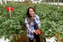 Produção de morango se destaca na região de Curitiba e cresce em todo Paraná. Na foto, Rosana Gabardo Pallu . Foto: Ari Dais/AEN