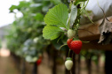 Produção de morango se destaca na região de Curitiba e cresce em todo Paraná. 