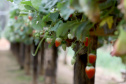 Produção de morango se destaca na região de Curitiba e cresce em todo Paraná.  Foto: Ari Dais/AEN