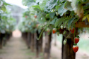 Produção de morango se destaca na região de Curitiba e cresce em todo Paraná. Foto: Ari Dais/AEN