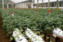 Produção de morango se destaca na região de Curitiba e cresce em todo Paraná.Foto: Ari Dais/AEN